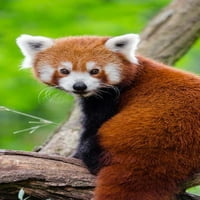 Imádnivaló Red Panda Journal: oldal bélelt notebook napló
