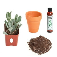 Kezdőlap Botanicals Kalanchoe Pumila 2in Plant Kit