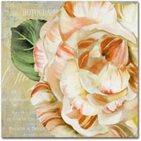 Védjegy Szépművészet Camellias i vászon művészet, a Color Bakery